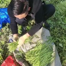 芦蒿