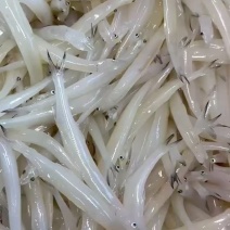 银鱼