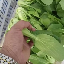 上海青