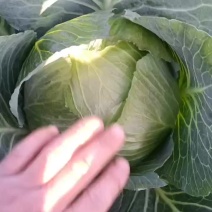 高海拔，高品质，高口感