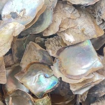 北海水洗珍珠母中药材