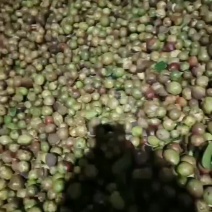 茶籽，大别山区油茶果，金寨特产。