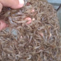 大量供应清水虾，质量保证。