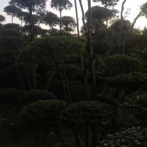小叶女贞造型云片