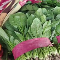 精品菠菜大叶菠菜，一手货源视频看货，一条龙服务品质保障