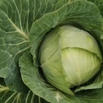 包菜