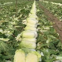 辽宁白菜/杠菜。新民包心白菜