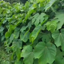 三年桐苗