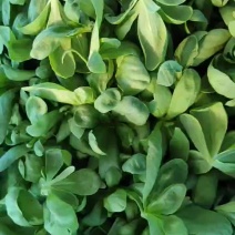 精品大叶茼蒿
