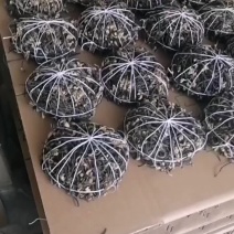 蕨菜盘菜蕨菜饼蕨菜盘蕨菜干韩国出口蕨菜干盘菜