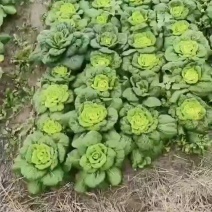 黄心塔菜供商超农贸电商平台