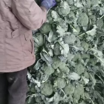 河北省昌黎县优质西兰花大量上市需要的联系
