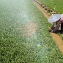 精品草皮