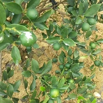 脆蜜金桔