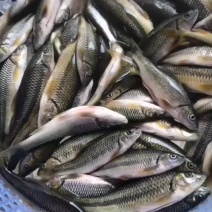 溪石斑，冻板，两斤一袋
