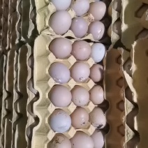 新鲜毛鸡蛋