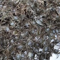 蟹苗大闸蟹苗