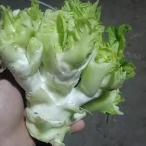 儿菜