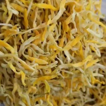 保鲜菜黄条菜清水菜祁东特产摆地摊烧烤麻辣烫串串螺蛳粉专用