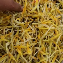 保鲜菜黄条菜清水菜祁东特产摆地摊烧烤麻辣烫串串螺蛳粉专用