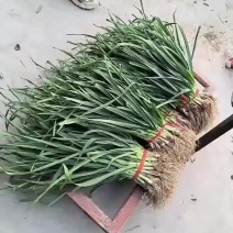 江苏丰县粱寨红根蒜苗上市中，有想法的来。