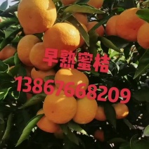 精晶早熟，宫川，蜜桔