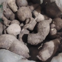 中药材金果榄鲜货地苦胆有需要的联系我。