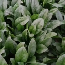 大叶菠菜