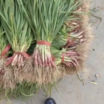 兴平红痕蒜苗大量上市，货源充足。