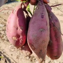 商薯19开封本地种植大量供应收售加工厂红薯