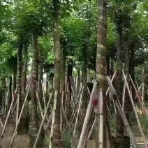 大量秋枫5至15分基地直销