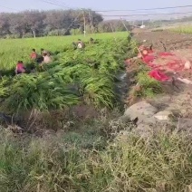 小龙柏