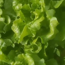 意大利生菜