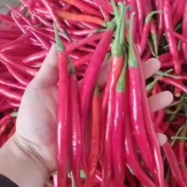 红线椒二荆条
