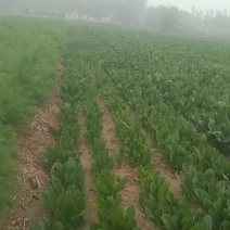 菠菜88888888888888888888