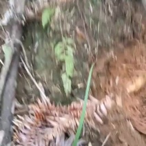 深山老林中的冬笋上市中今年产新欢迎各位老板选购甜笋，现挖