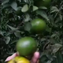 新会柑陈皮柑小青柑二红大红