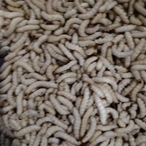 竹虫