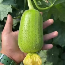 丝瓜、苹果丝瓜大量有货