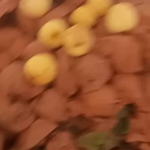 维纳斯小果大量有货！
