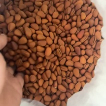 厂家批发东北开口松子网店货