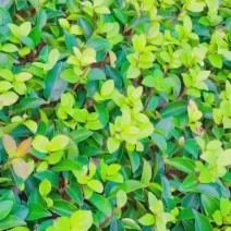 基地直供茶梅芽苗茶梅扦插苗茶梅工程苗茶梅杯苗茶梅毛球批发