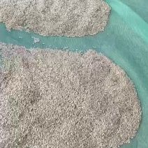 吊瓜子