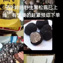子午岭纯野生的黑松露干片