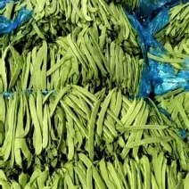 大扁豆