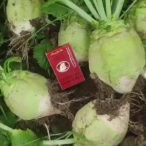 疙瘩