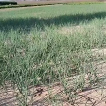 大量批发二红半高装洋葱苗，当天挖苗，当天发货。
