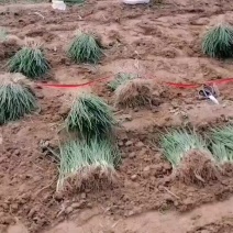 大量批发二红洋葱苗。当天挖苗，当天装车价格亲民。