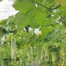 【精选水瓜】长期大量供应，产地严选，一手货源，诚信经营