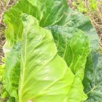 四川鸡心白牛心菜